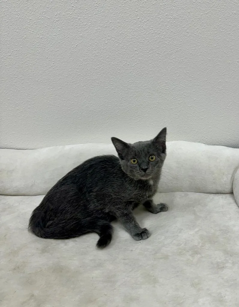 Nila @Petsmart Walker Rd
