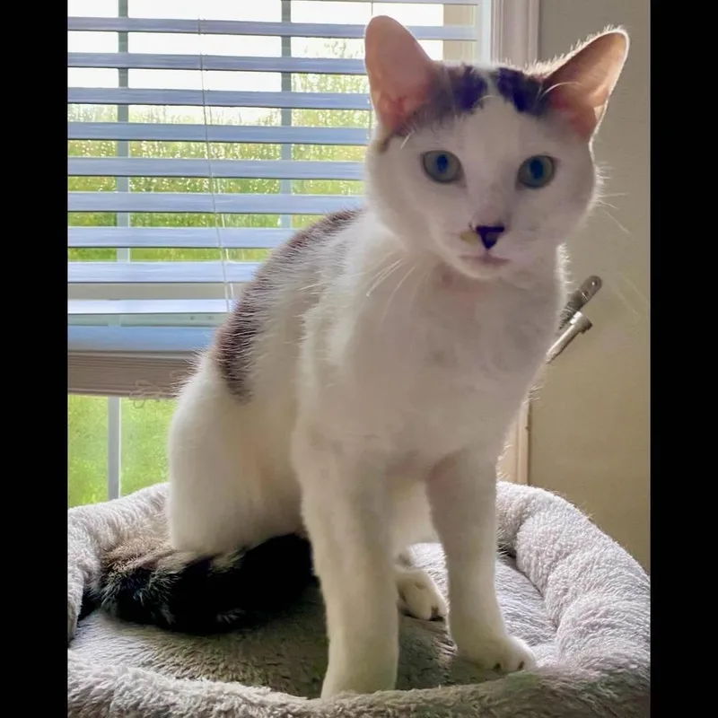 A young medium-sized male Black & White / Tuxedo Domestic Short Hair cat named Ash for adoption in Raleigh, NC