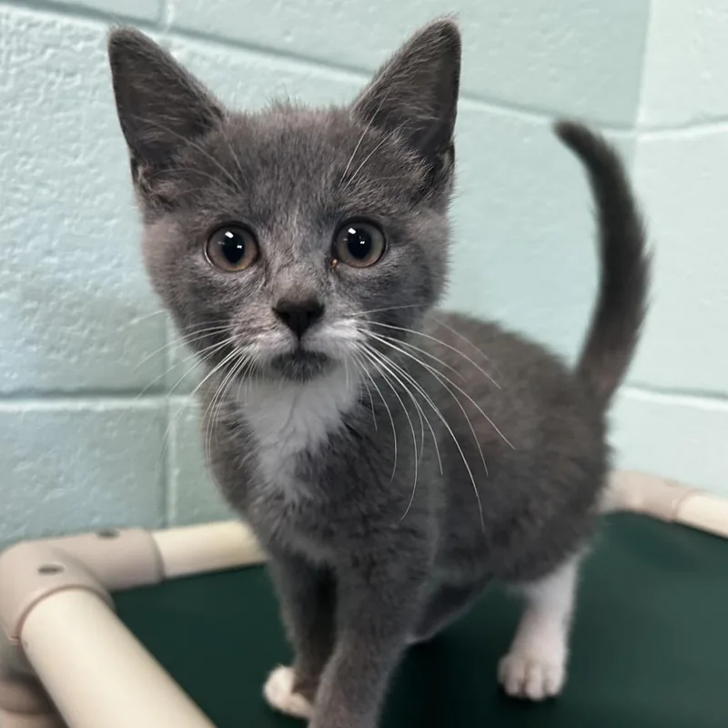 A baby small-sized female Gray / Blue / Silver Domestic Short Hair cat named Konsti for adoption in Spruce Pine, NC