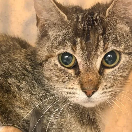A young medium-sized female Brown / Chocolate Domestic Short Hair cat named 70835 for adoption in Harrisonburg, VA