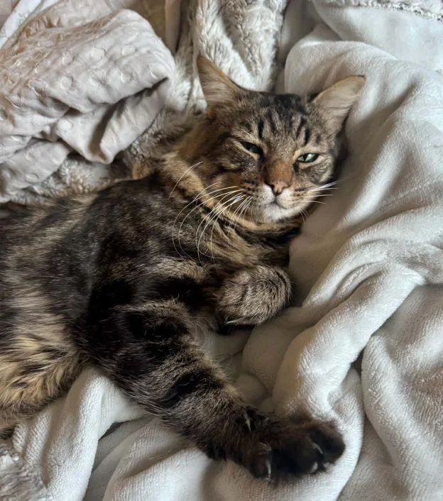 A young medium-sized male Tabby (Buff / Tan / Fawn) Domestic Medium Hair cat named Tim Purry for adoption in Anchorage, AK