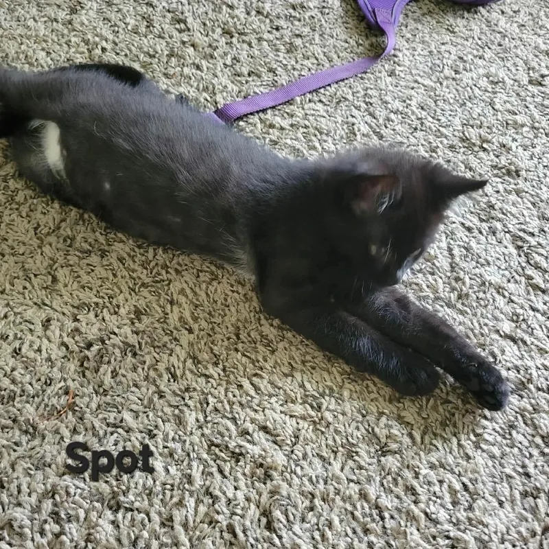 A baby small-sized female Black Domestic Short Hair cat named Spot for adoption in Ferndale, WA