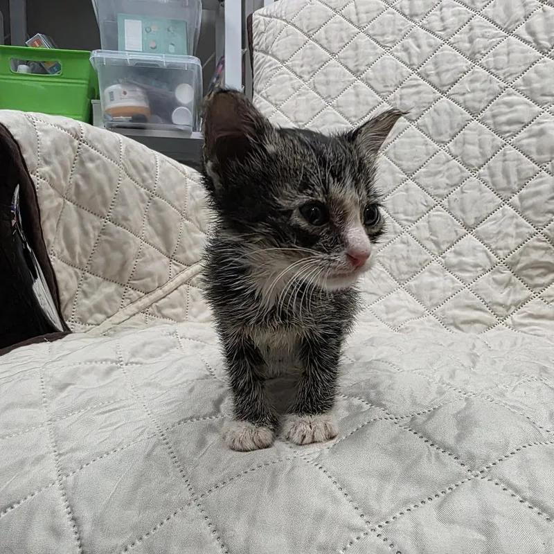 A baby small-sized female Brown / Chocolate Domestic Short Hair cat named Ginger for adoption in Jupiter, FL