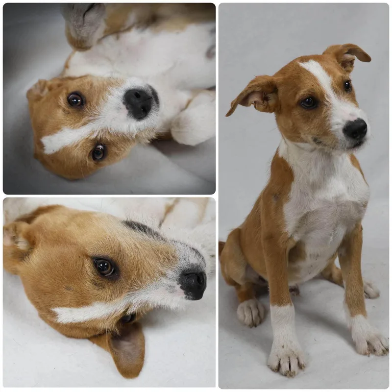 A baby medium-sized male Golden Mixed Breed dog named Festus for adoption in Schenectady, NY