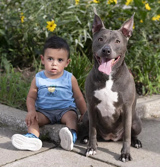 An adult medium-sized female Gray / Blue / Silver Pit Bull Terrier dog named Roxy for adoption in Chicago, IL