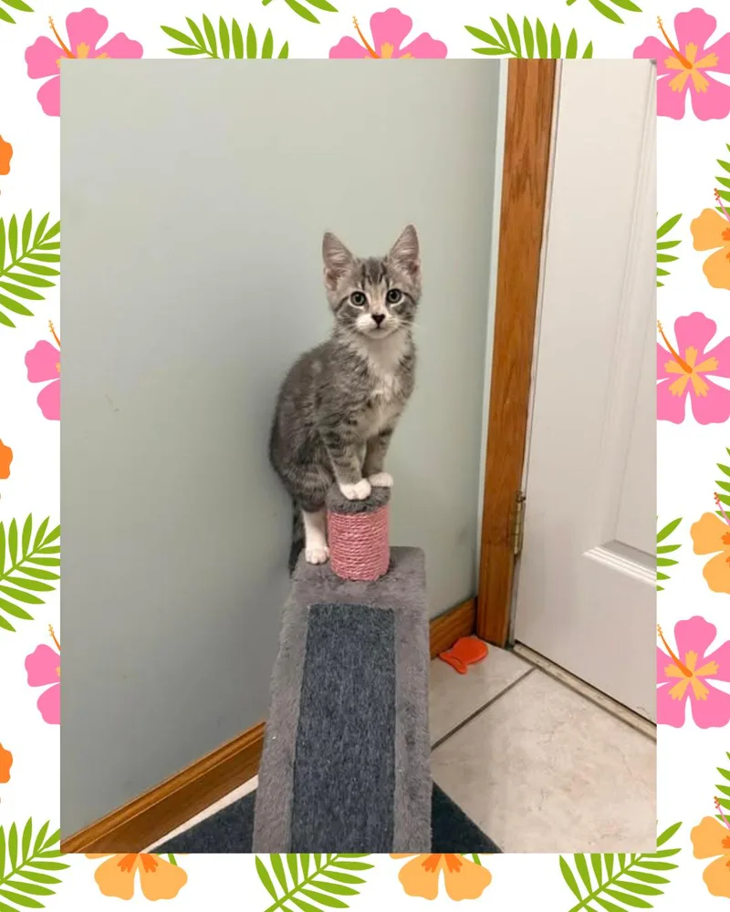 A baby medium-sized female Domestic Short Hair cat named Milani for adoption in Chesapeake Beach, MD