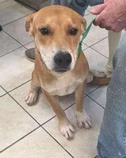 A young medium-sized female Yellow / Tan / Blond / Fawn Hound dog named Marigold for adoption in Sudbury, MA