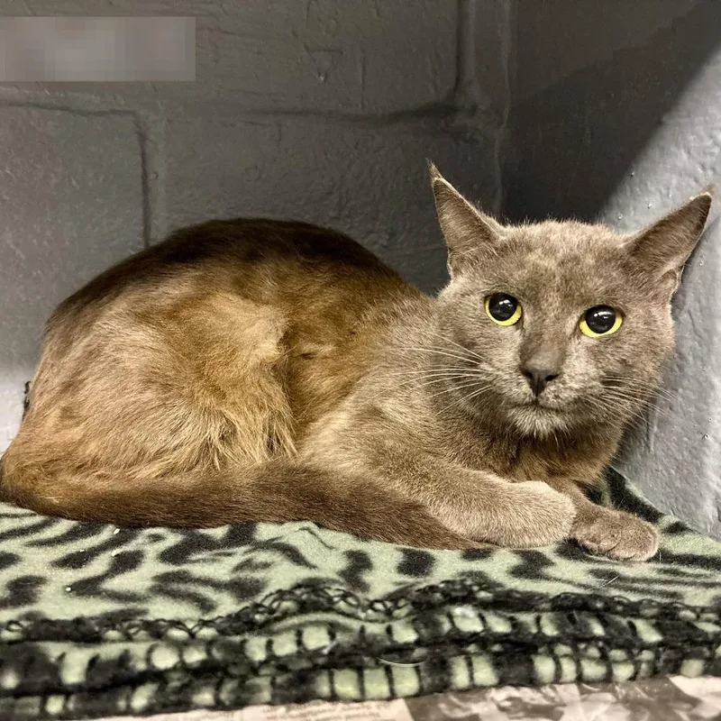 A young small-sized male Gray / Blue / Silver Domestic Short Hair cat named Big Bird for adoption in Austin, TX