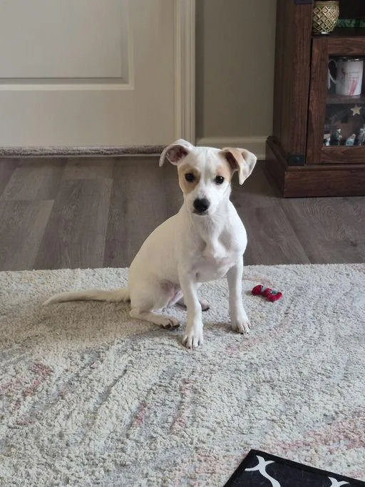 Tia