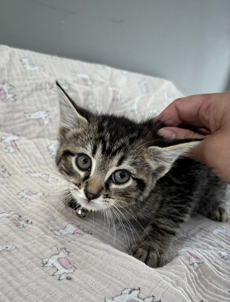 A baby small-sized female Domestic Short Hair cat named Paneer for adoption in Dickson, TN