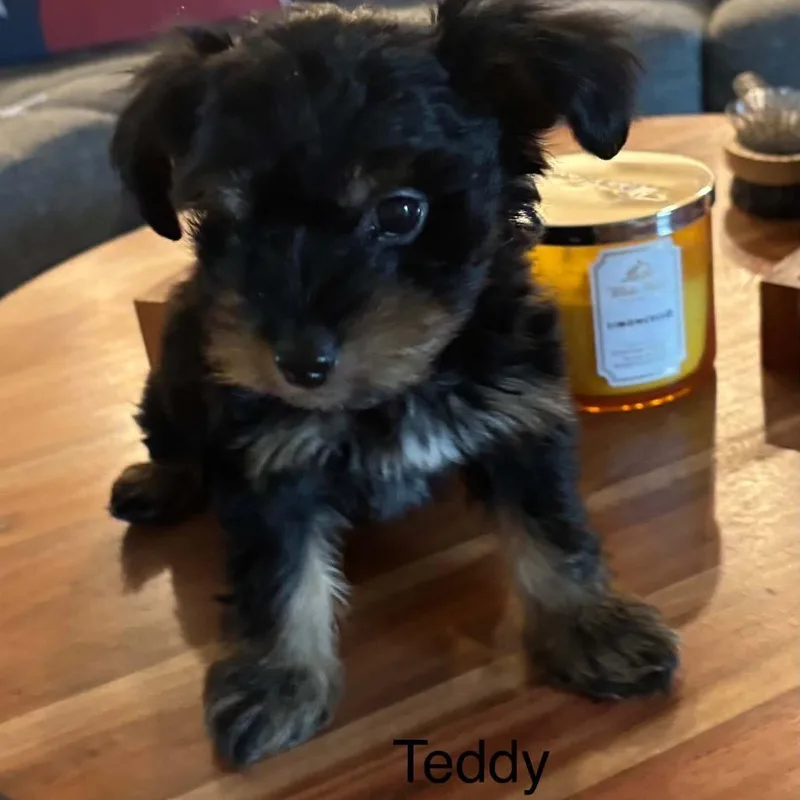 Teddy Blue