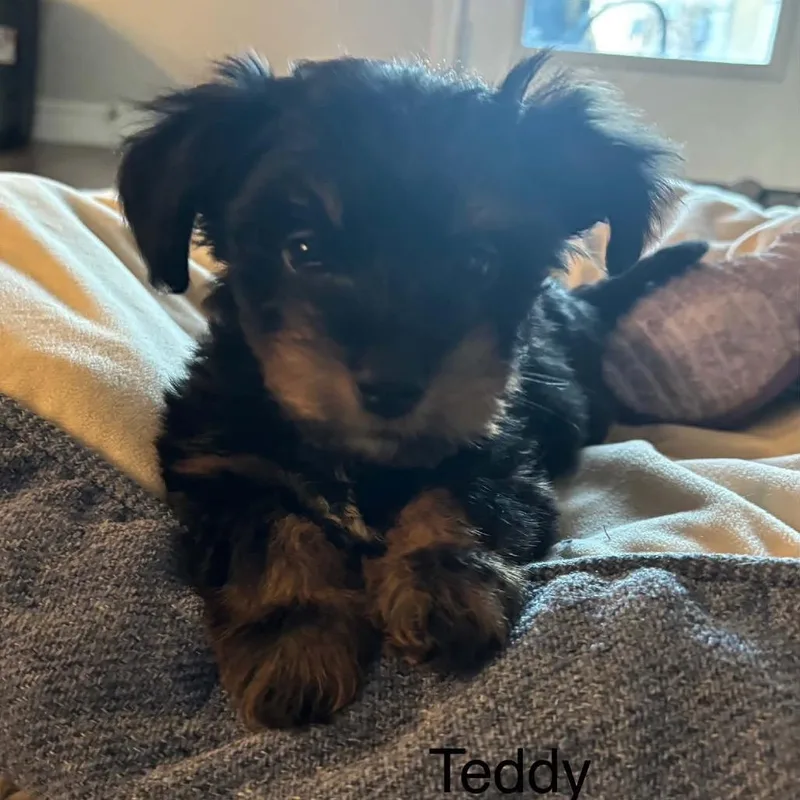 Teddy Blue thumbnail 2