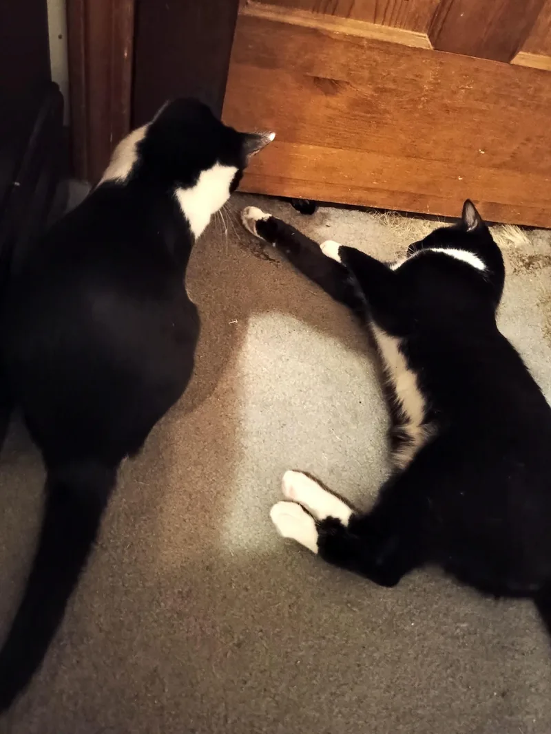 Onyx Ax & Qtip thumbnail 2