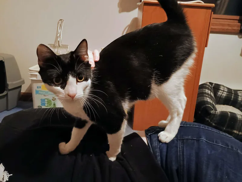 Onyx Ax & Qtip thumbnail 3