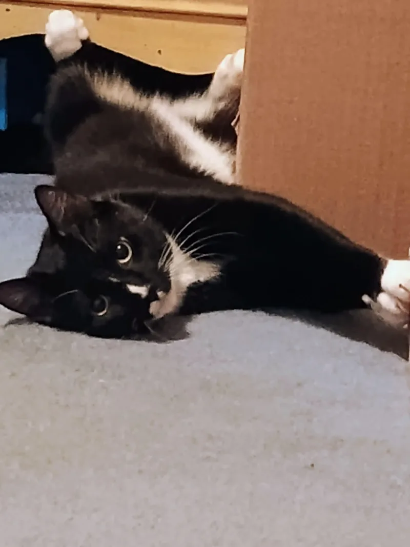 A young medium-sized female Black & White / Tuxedo Domestic Short Hair cat named Onyx Ax & Qtip for adoption in Woodstock, CT