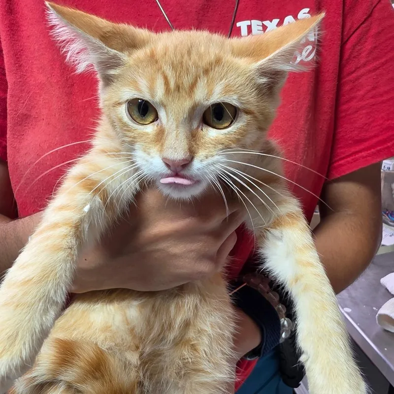 A baby small-sized male Orange / Red Domestic Short Hair cat named Thiago for adoption in Leander, TX