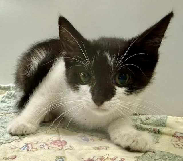A baby small-sized female Domestic Short Hair cat named Moxie for adoption in Sarasota, FL