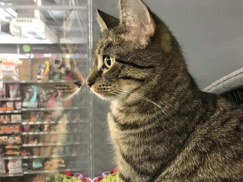 Topaz And Cinnamon thumbnail 3