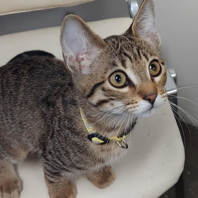 A baby small-sized female Brown / Chocolate Domestic Short Hair cat named Bloom for adoption in Los Angeles, CA