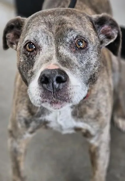 A senior medium-sized male Mixed Breed dog named Kennedy FKA Dog for adoption in West Chester, PA