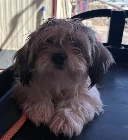 A baby small-sized female White / Cream Shih Tzu dog named 61579515 for adoption in El Paso, TX