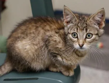 A baby small-sized female Domestic Short Hair cat named Lucky for adoption in Baraboo, WI