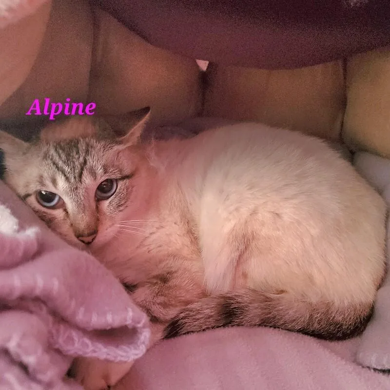 Alpine