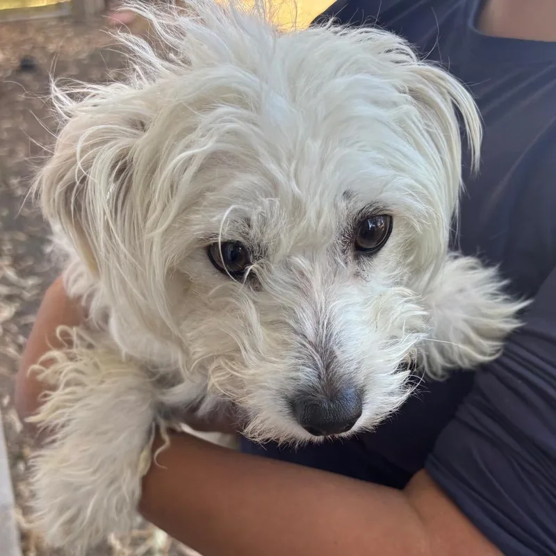 A young small-sized female Terrier dog named Zumi for adoption in Sonoma, CA