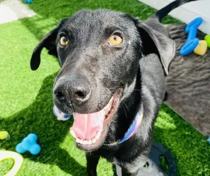 Dukalicous thumbnail 2