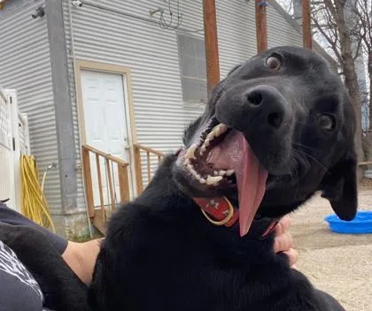 Dukalicous thumbnail 3