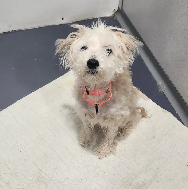 A senior small-sized female Poodle dog named Sandy for adoption in Walnutport, PA