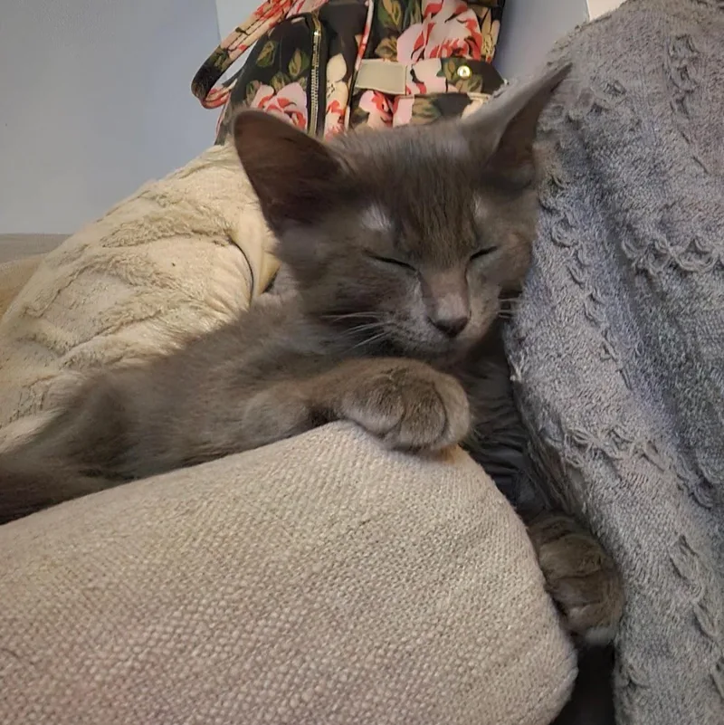 A baby medium-sized male Gray / Blue / Silver Domestic Medium Hair cat named Yukon for adoption in Norwood, OH