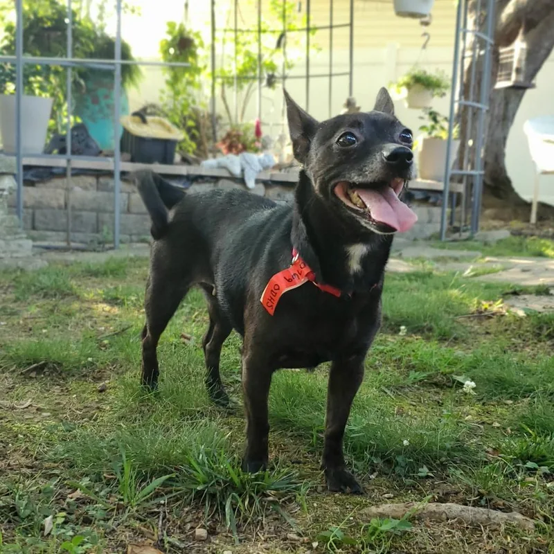 A senior small-sized female Black Mixed Breed dog named Mira for adoption in Fredericksburg, VA