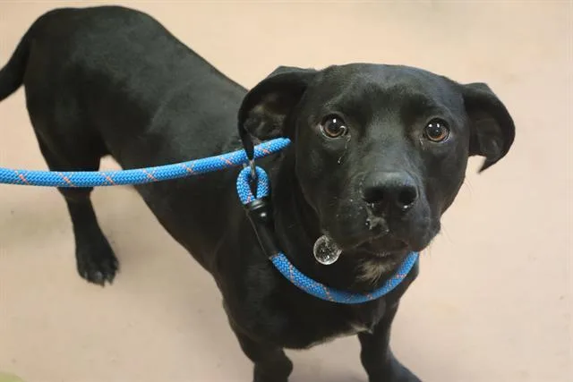 A young large-sized male Mixed Breed dog named Deogi for adoption in Columbia, SC