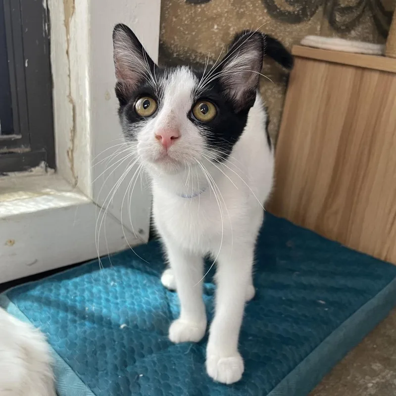 A baby small-sized male White Domestic Short Hair cat named Ryu for adoption in Laredo, TX
