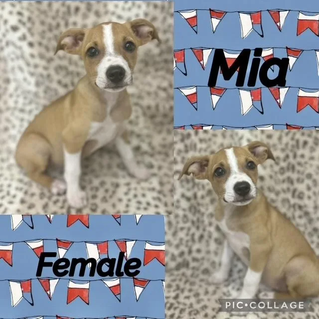 Mia