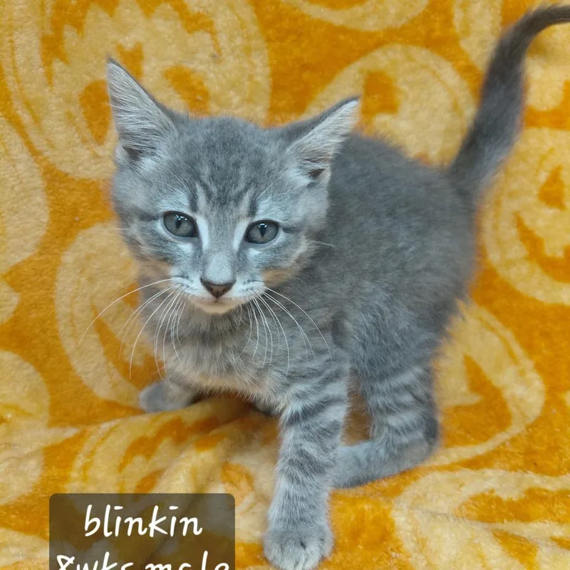 A baby small-sized male Domestic Short Hair cat named Blinkin for adoption in New Tazewell, TN