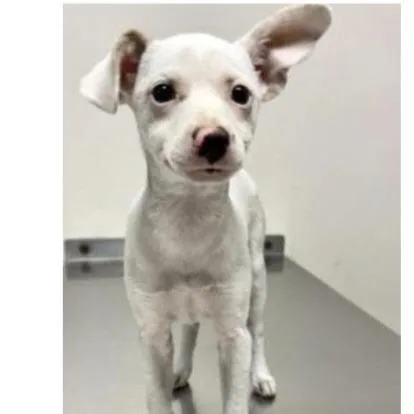 A baby small-sized female Black Mixed Breed dog named Bimba for adoption in Naples, FL