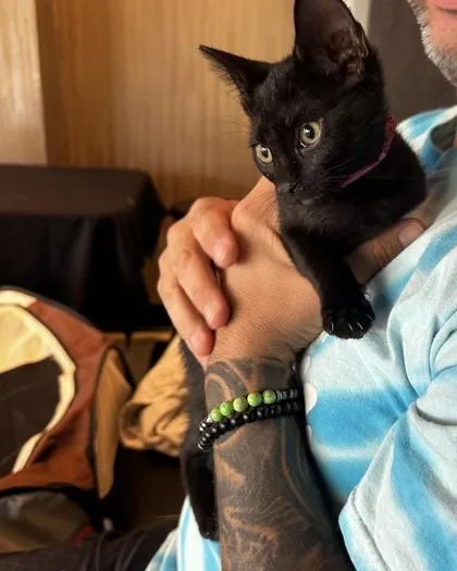 A young small-sized female Black Domestic Short Hair cat named Ginny for adoption in North Myrtle Beach, SC
