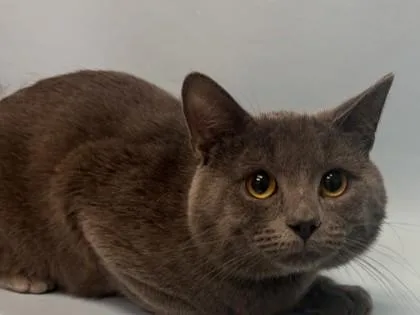 A young small-sized male Domestic Short Hair cat named Stormy for adoption in Coon Rapids, MN
