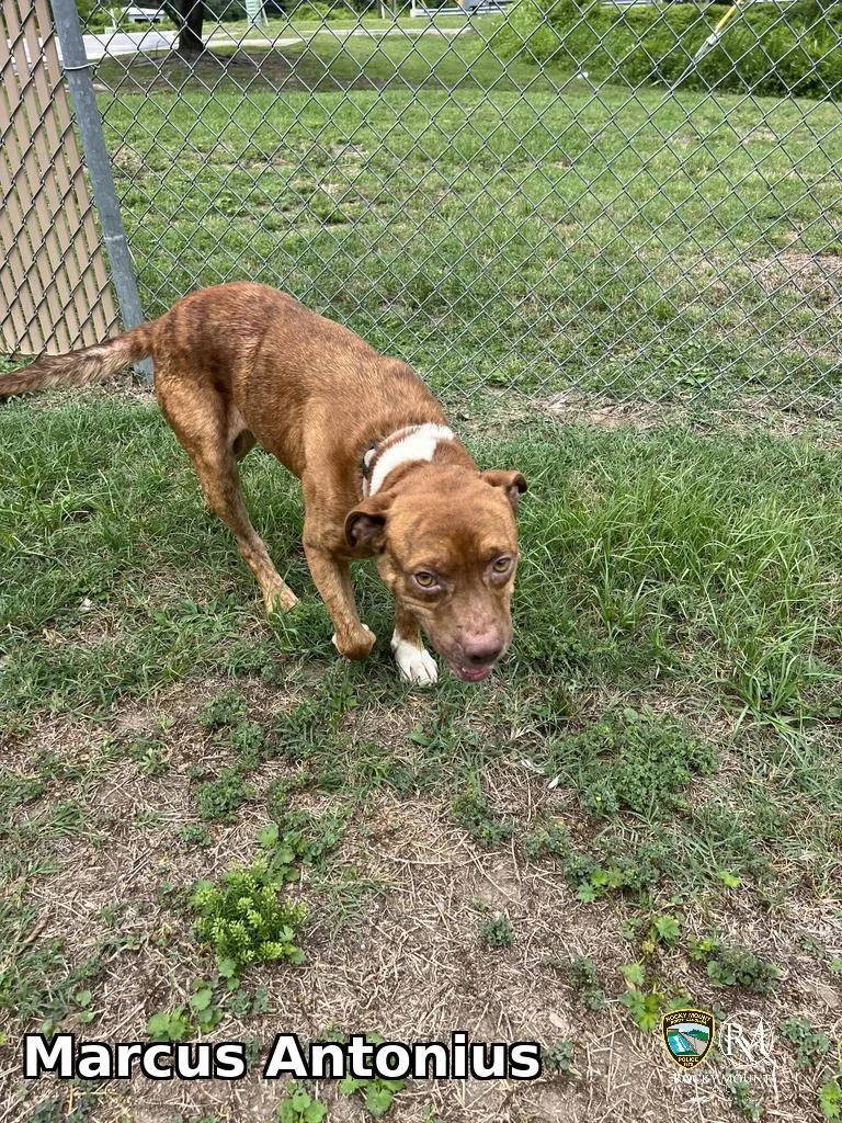 A young medium-sized male Pit Bull Terrier dog named Marcus Antonius for adoption in Rocky Mount, NC