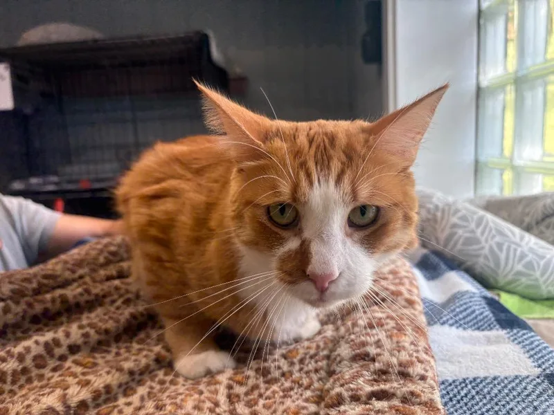An adult large-sized male Domestic Short Hair cat named Milo for adoption in Warren, MI