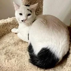Milo