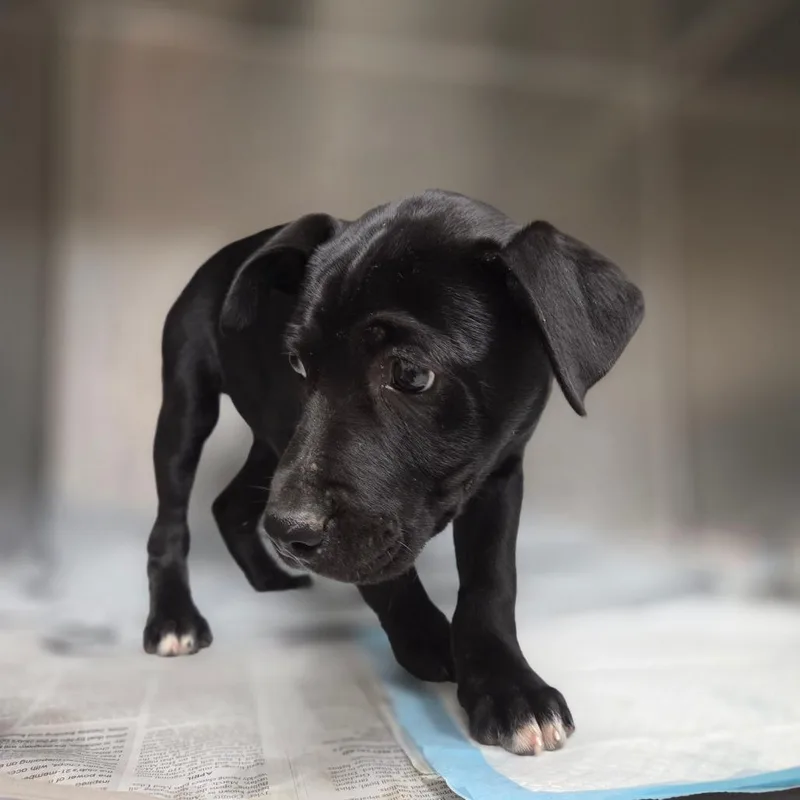 A baby small-sized male Black Mixed Breed dog named Aramis for adoption in Charleston, WV