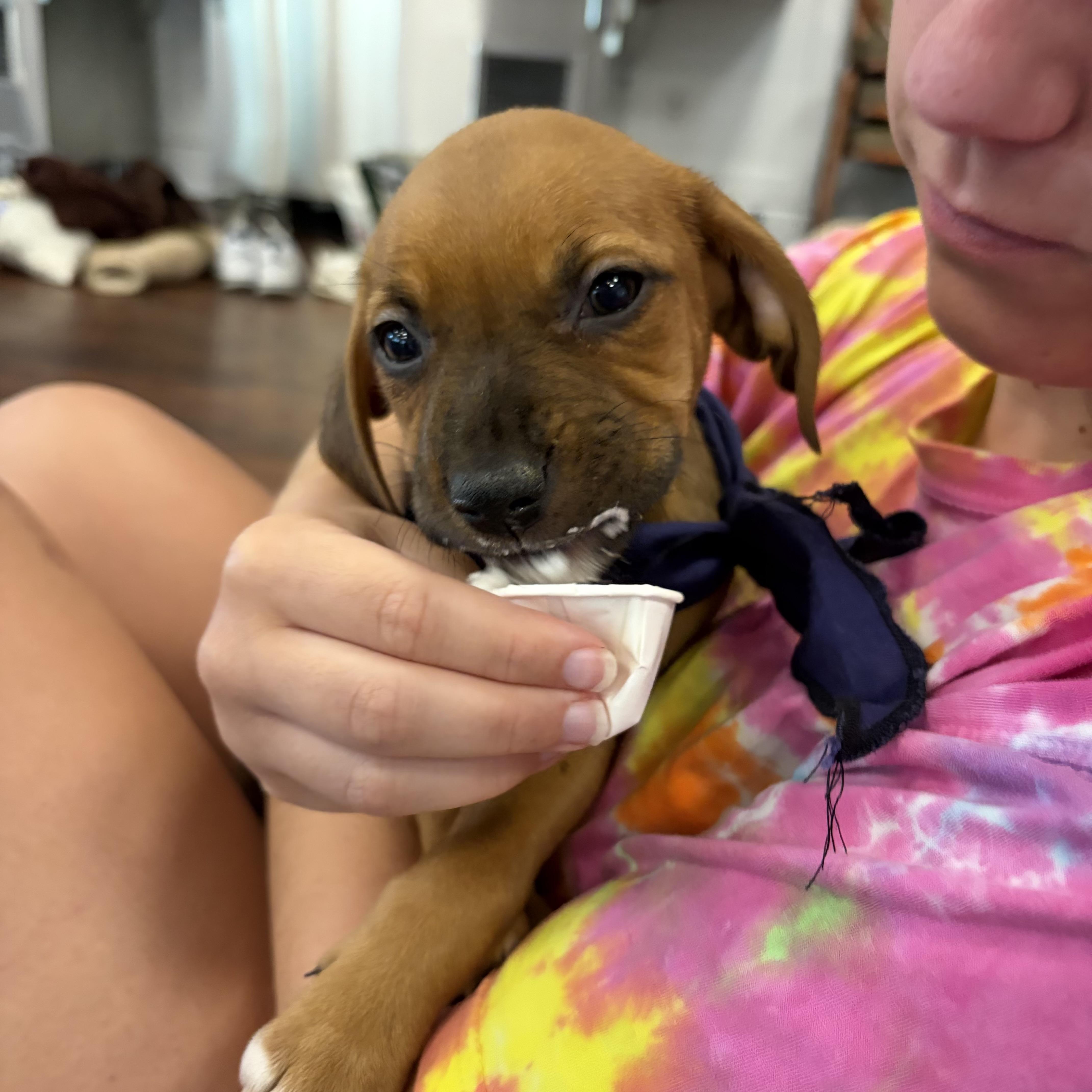 Platypus thumbnail 2