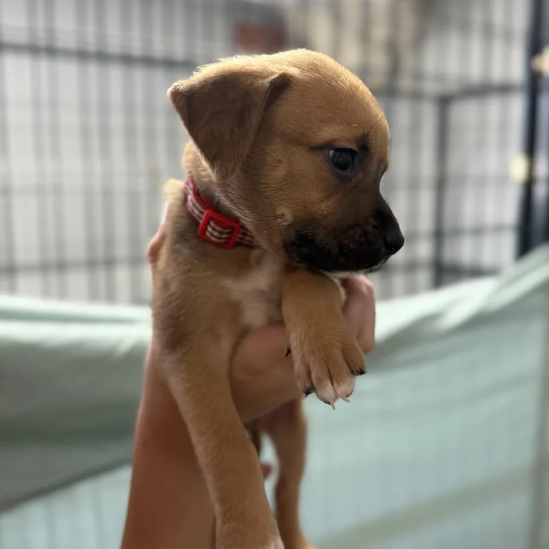 Platypus thumbnail 3