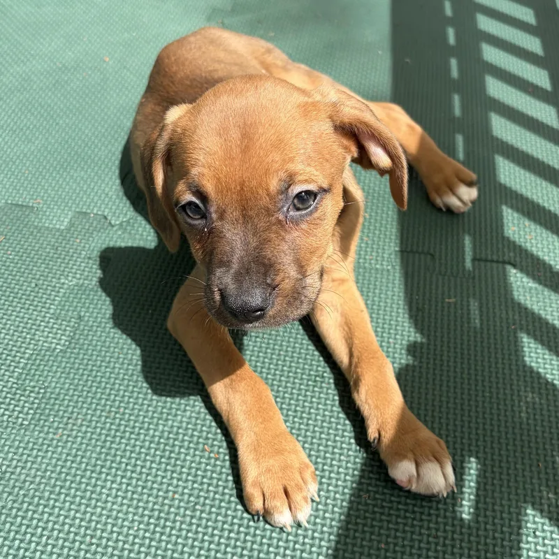 A baby medium-sized female Black Hound dog named Platypus for adoption in Columbia, SC