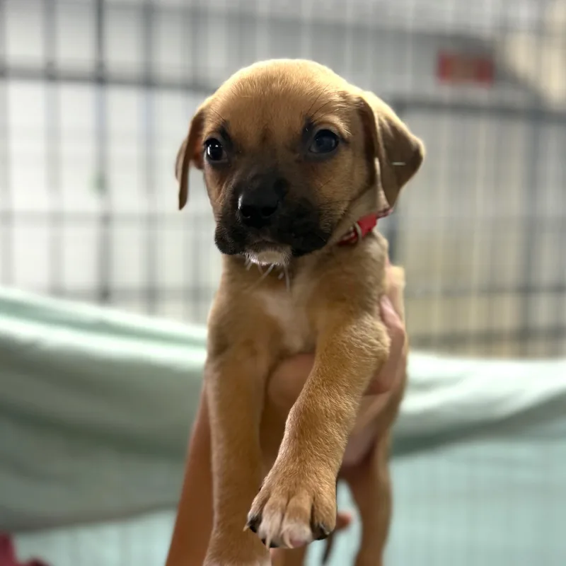 Platypus thumbnail 5