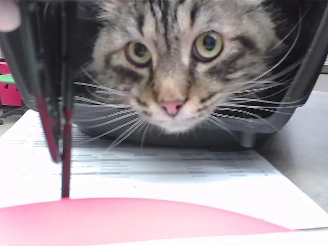 A senior medium-sized male Domestic Short Hair cat named Zealand for adoption in Omaha, NE