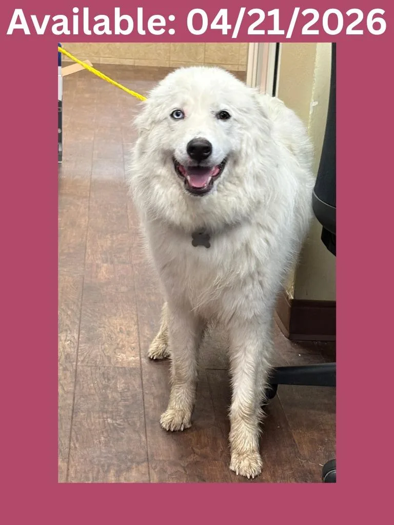 A baby large-sized female Great Pyrenees dog named Dog Kennel  Molly for adoption in Greenville, TX
